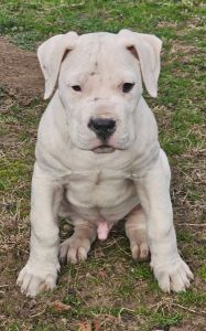 Dogo Argentino štenci