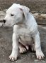 Dogo Argentino štenci