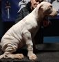 Dogo Argentino štenci