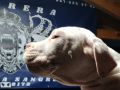 Dogo Argentino štenci