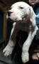 Dogo Argentino štenci