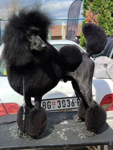 Vrhunsko leglo VELIKIH PUDLI