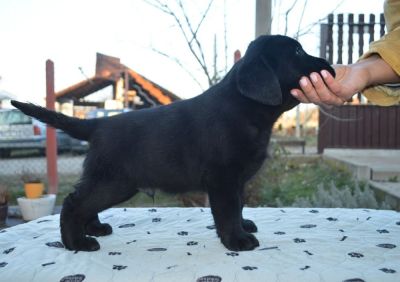 Na prodaju štenci labrador retrivera crn