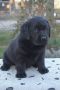 Na prodaju štenci labrador retrivera crn