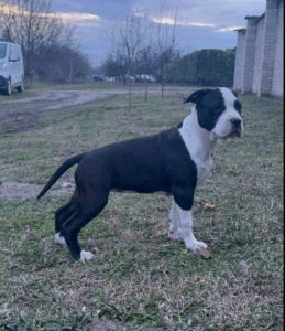 Američki stafordski terijer mužjak I žen