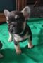 Francuski buldog štenci