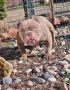 Zenka american bully poket u egzotic boj