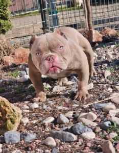 Zenka american bully poket u egzotic boj