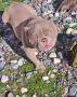 Zenka american bully poket u egzotic boj