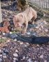 Zenka american bully poket u egzotic boj