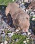 Zenka american bully poket u egzotic boj