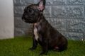 Francuski buldog