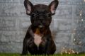 Francuski buldog