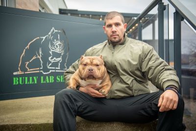 Mužjak egzotičnog bulija slobodan za par