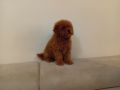 Toy pudla