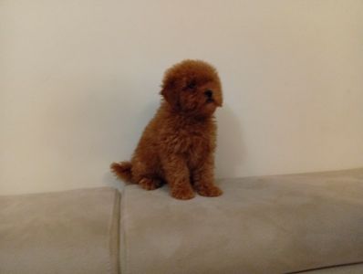 Toy pudla