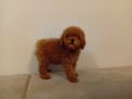 Toy pudla