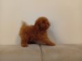 Toy pudla