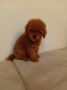 Toy pudla