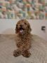 Toy pudla