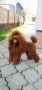 Toy pudla
