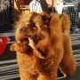 Toy pudla