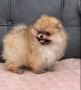 Pomeranac PRELEPI štenci