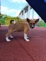 Basenji štenci