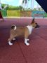 Basenji štenci