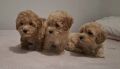 Maltipoo toy stenci