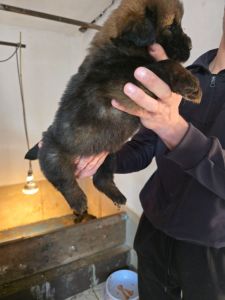 Tibetan mastiff