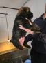 Tibetan mastiff