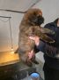 Tibetan mastiff