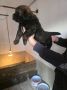 Tibetan mastiff