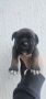 Cane Corso štenci