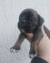 Cane Corso štenci