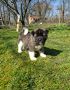 Americka Akita stenci