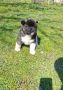 Americka Akita stenci