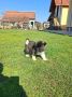 Americka Akita stenci
