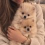 Pomeranac BOO štenci