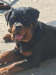 Rotvajler žensko štene