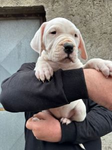 Dogo Argentino štenci