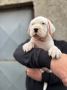 Dogo Argentino štenci