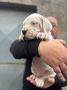 Dogo Argentino štenci