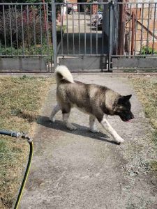Americka Akita, mužjak slobodan za paren