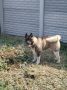 Americka Akita, mužjak slobodan za paren