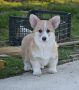 Velški Welski Korgi Corgi Pembrok