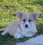 Velški Welski Korgi Corgi Pembrok