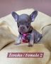 Francuski Bulldog štenci exotik boja