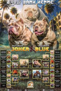 American Bully Ženka je stara 15 meseci, 
